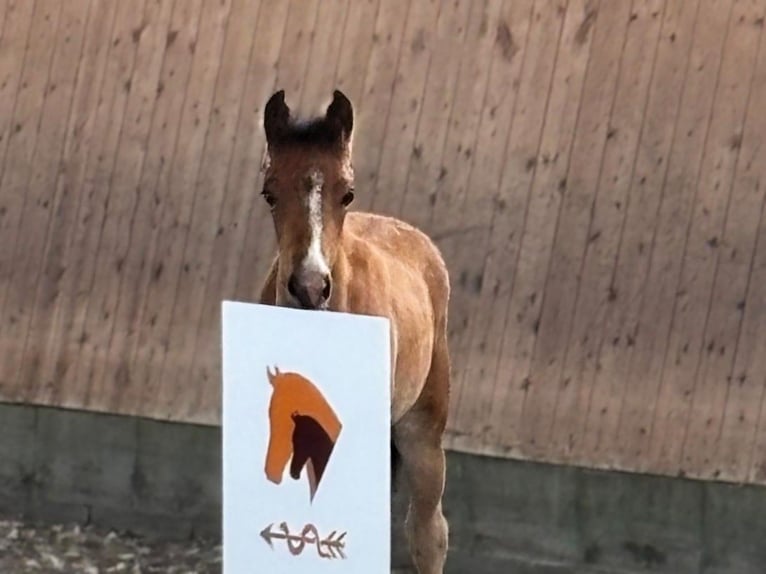 German Riding Pony Mare Foal (03/2026) Brown in Friesack