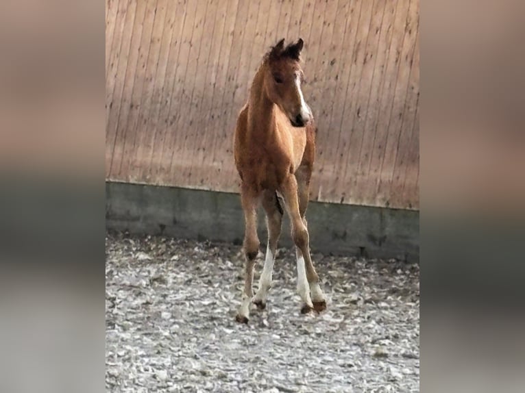 German Riding Pony Mare Foal (03/2026) Brown in Friesack
