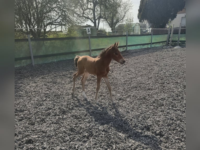 German Riding Pony Mare Foal (04/2026) Brown in Maulbronn