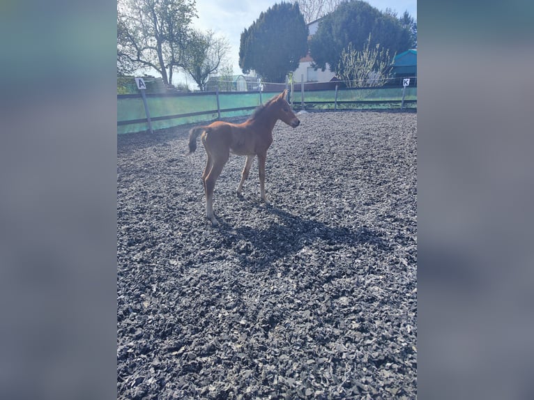 German Riding Pony Mare Foal (04/2026) Brown in Maulbronn