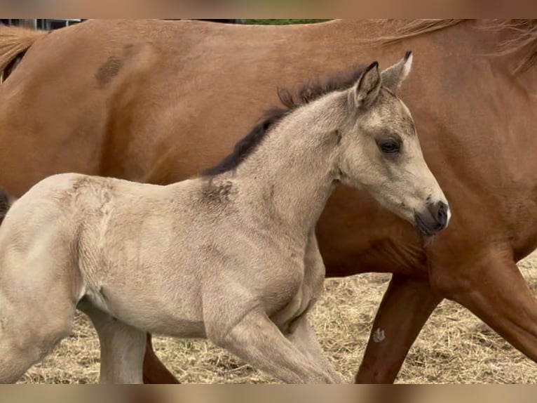 German Riding Pony Mare Foal (04/2026) Buckskin in Mannhausen