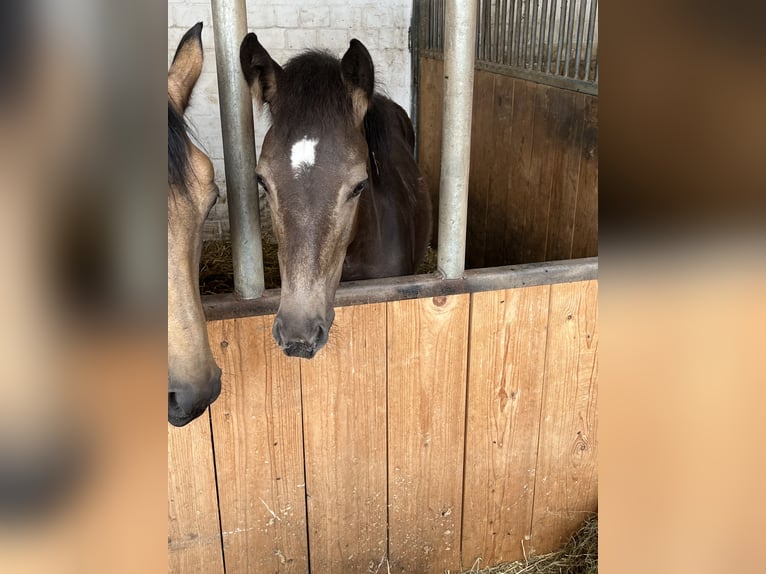 German Riding Pony Mare Foal (03/2026) Buckskin in Hiddenhausen