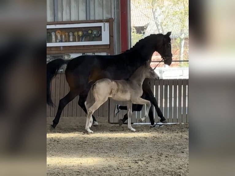 German Riding Pony Mare Foal (03/2026) Buckskin in Göttingen