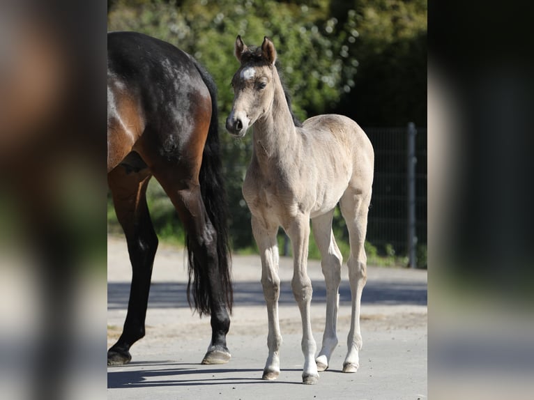 German Riding Pony Mare Foal (03/2026) Buckskin in Göttingen