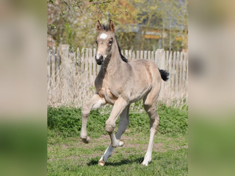 German Riding Pony Mare Foal (03/2026) Buckskin in Göttingen