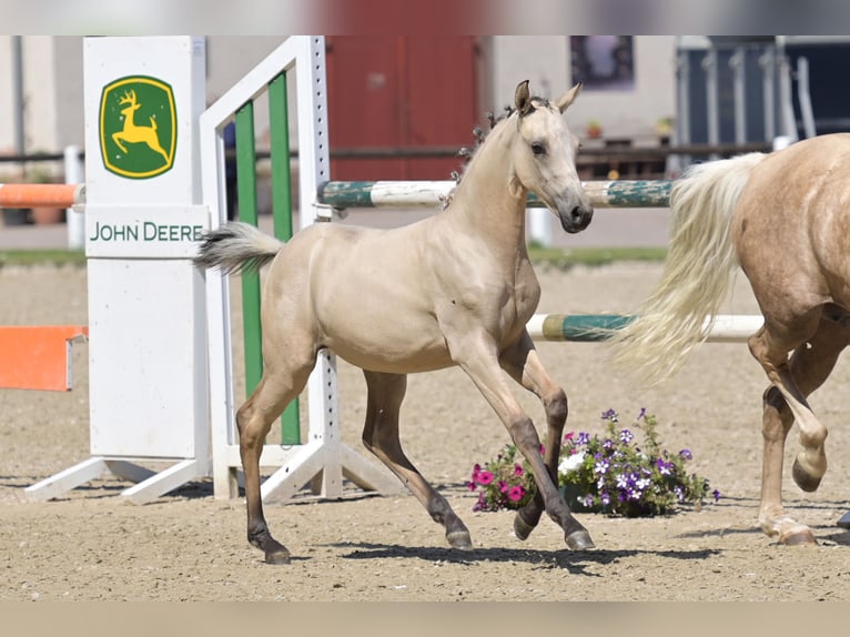 German Riding Pony Mare Foal (04/2025) Buckskin in Niedermohr German Riding Pony Mare Foal (04/2025) Buckskin in Niedermohr