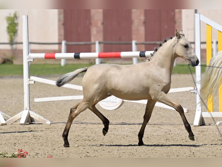 German Riding Pony Mare Foal (04/2025) Buckskin in Niedermohr German Riding Pony Mare Foal (04/2025) Buckskin in Niedermohr