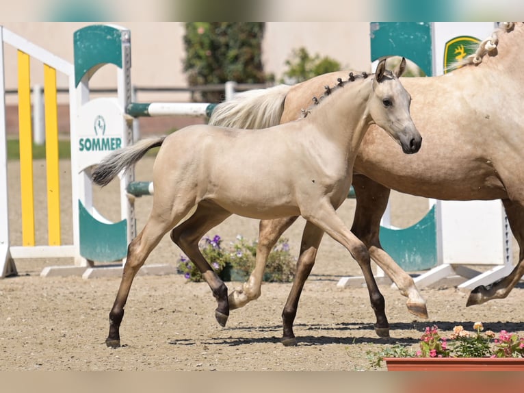 German Riding Pony Mare Foal (04/2025) Buckskin in Niedermohr German Riding Pony Mare Foal (04/2025) Buckskin in Niedermohr