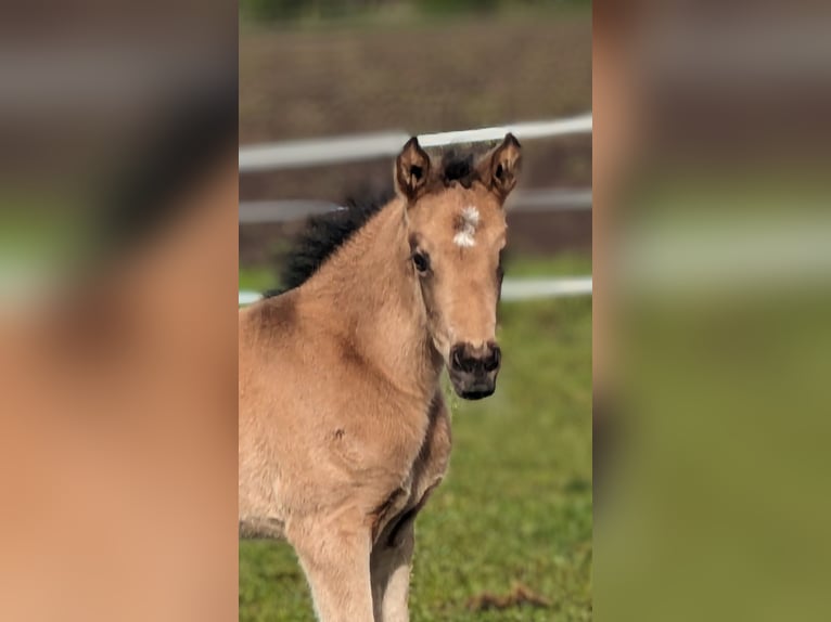 German Riding Pony Mare Foal (04/2024) Buckskin in Vreden