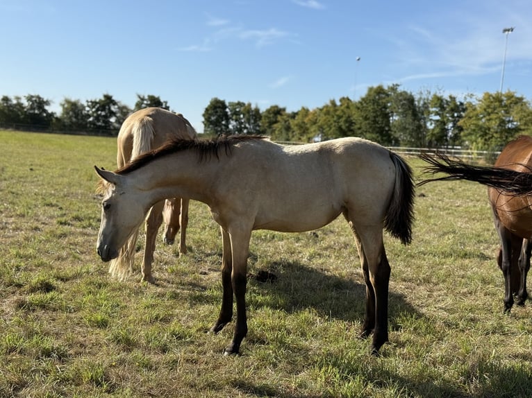 German Riding Pony Mare Foal (03/2025) Buckskin in Vettweiss