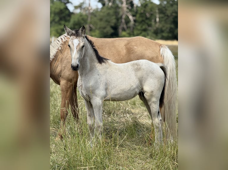 German Riding Pony Mare Foal (03/2025) Buckskin in Vettweiss