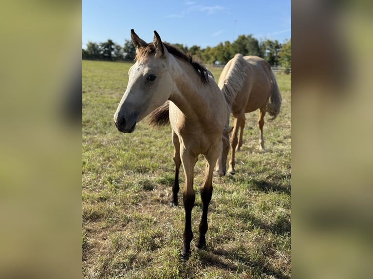 German Riding Pony Mare Foal (03/2025) Buckskin in Vettweiss