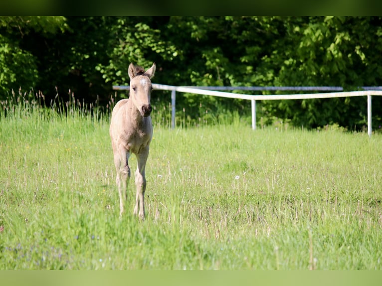 German Riding Pony Mare Foal (03/2026) Buckskin in GöttingenGöttingen
