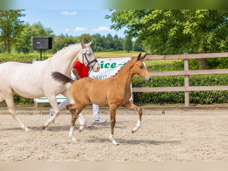 German Riding Pony Mare Foal (05/2026) Buckskin in Lingen