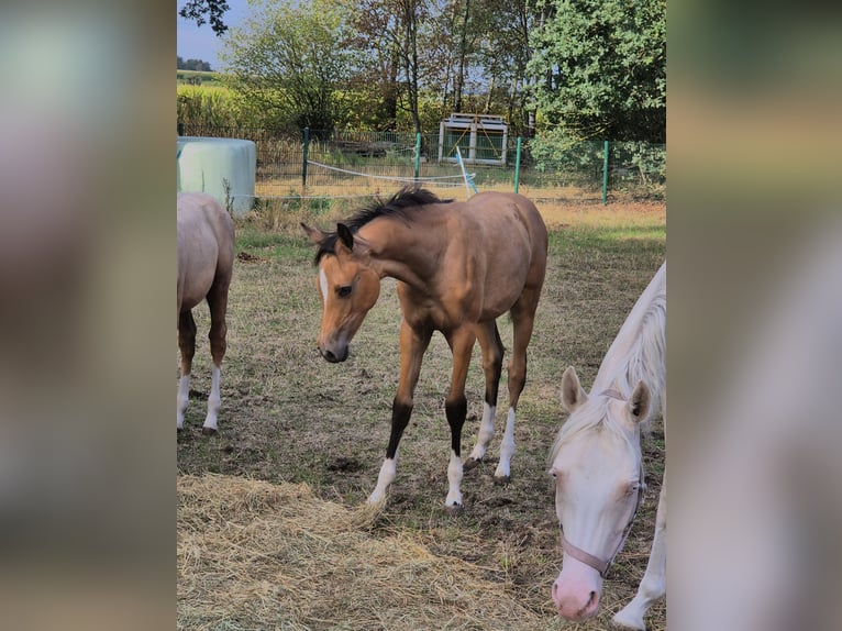 German Riding Pony Mare Foal (05/2026) Buckskin in Lingen