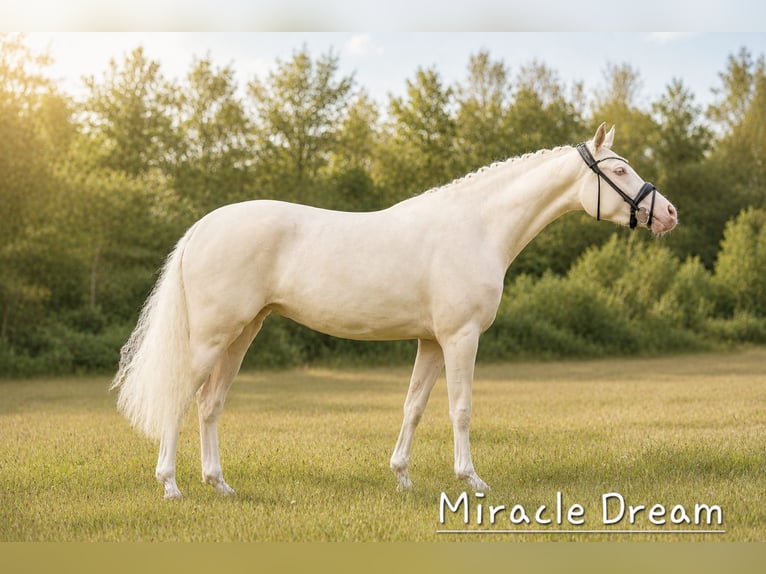 German Riding Pony Mare Foal (05/2026) Buckskin in Lingen