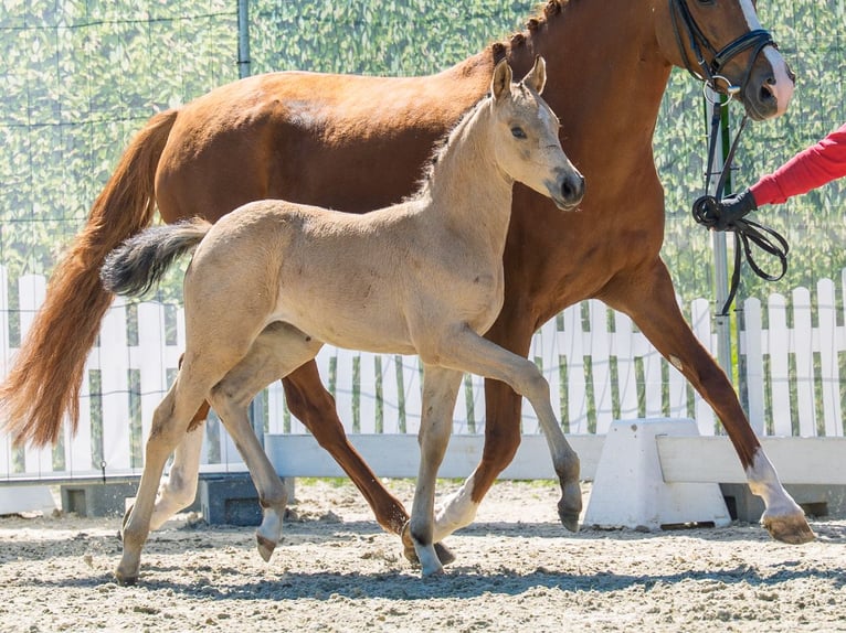 German Riding Pony Mare Foal (03/2026) Buckskin in Mnster-Handorf