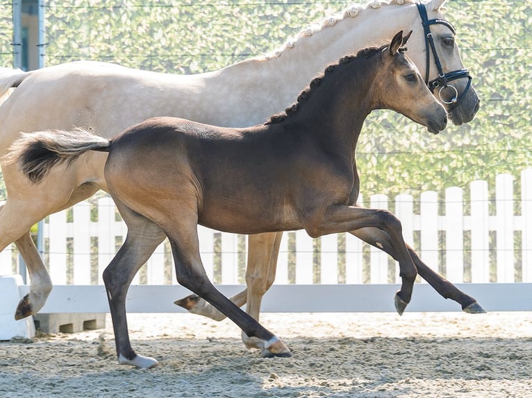 German Riding Pony Mare Foal (02/2026) Buckskin in Mnster-Handorf
