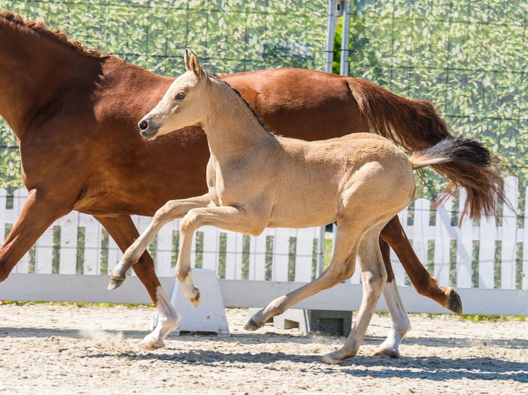 German Riding Pony Mare Foal (03/2026) Buckskin in Mnster-Handorf