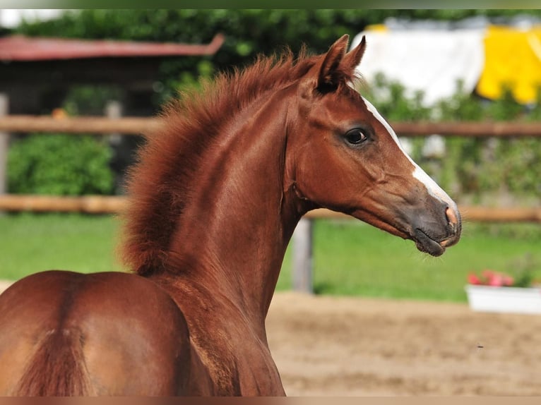 German Riding Pony Mare  Chestnut in Drebber