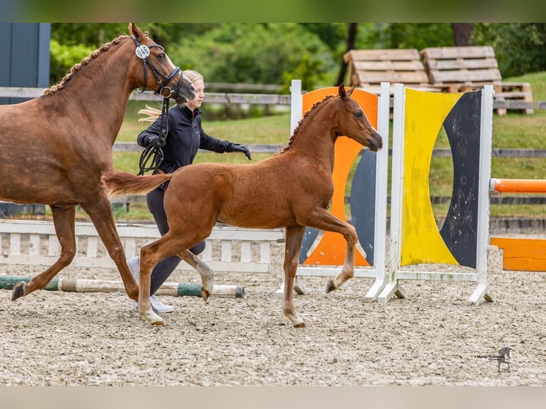 German Riding Pony Mare  Chestnut in Drebber