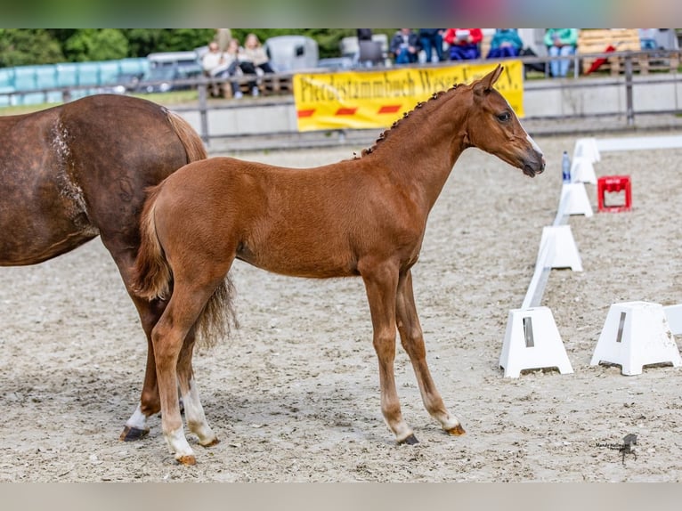 German Riding Pony Mare  Chestnut in Drebber