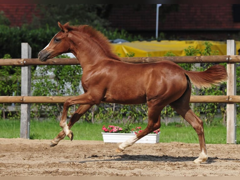 German Riding Pony Mare  Chestnut in Drebber