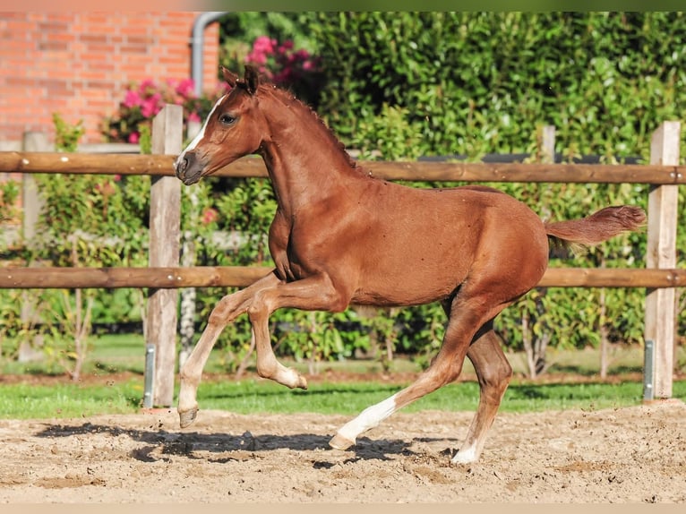 German Riding Pony Mare  Chestnut in Drebber