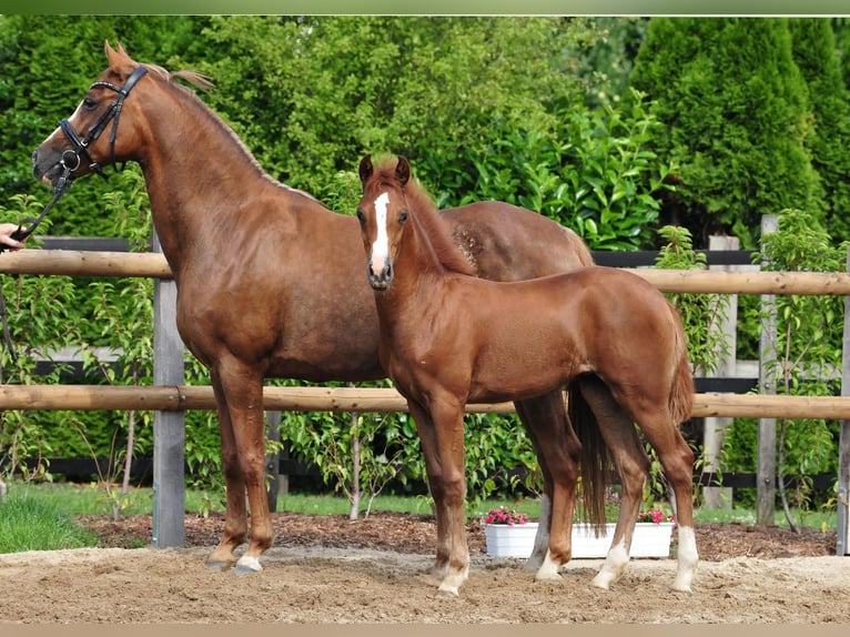 German Riding Pony Mare  Chestnut in Drebber