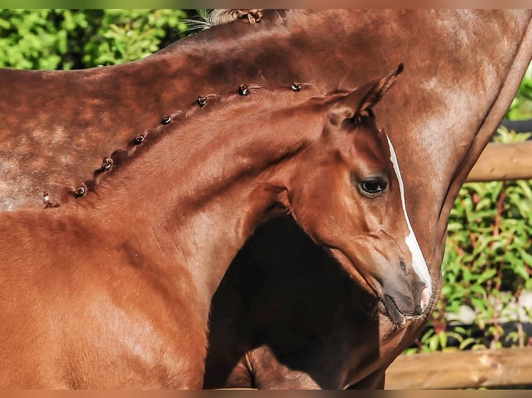German Riding Pony Mare  Chestnut in Drebber