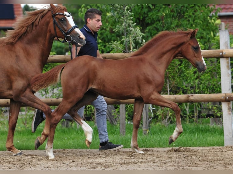 German Riding Pony Mare  Chestnut in Drebber