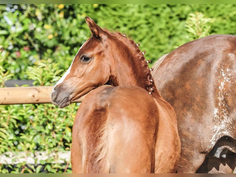 German Riding Pony Mare  Chestnut in Drebber