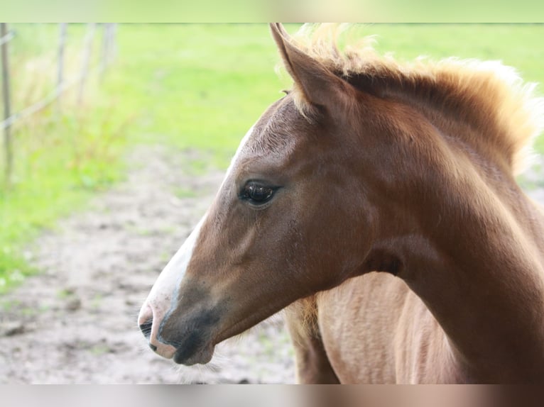 German Riding Pony Mare  Chestnut in Borgdorf-Seedorf