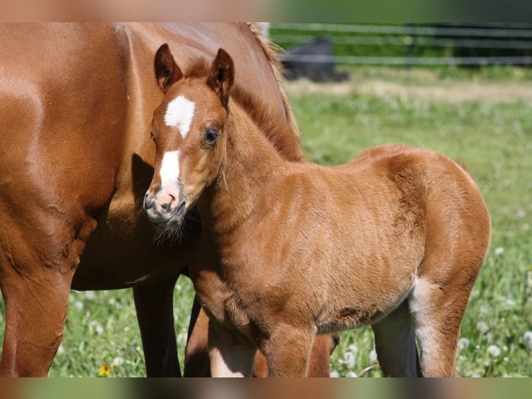 German Riding Pony Mare  Chestnut in Borgdorf-Seedorf