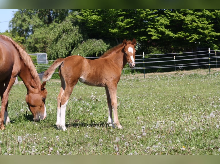 German Riding Pony Mare  Chestnut in Borgdorf-Seedorf