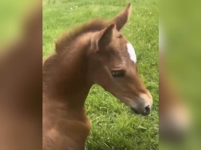 German Riding Pony Mare Foal (05/2026) Chestnut in Meppen