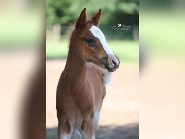 German Riding Pony Mare Foal (04/2025) Chestnut in Neuenkirchen-V&#xF6;rden