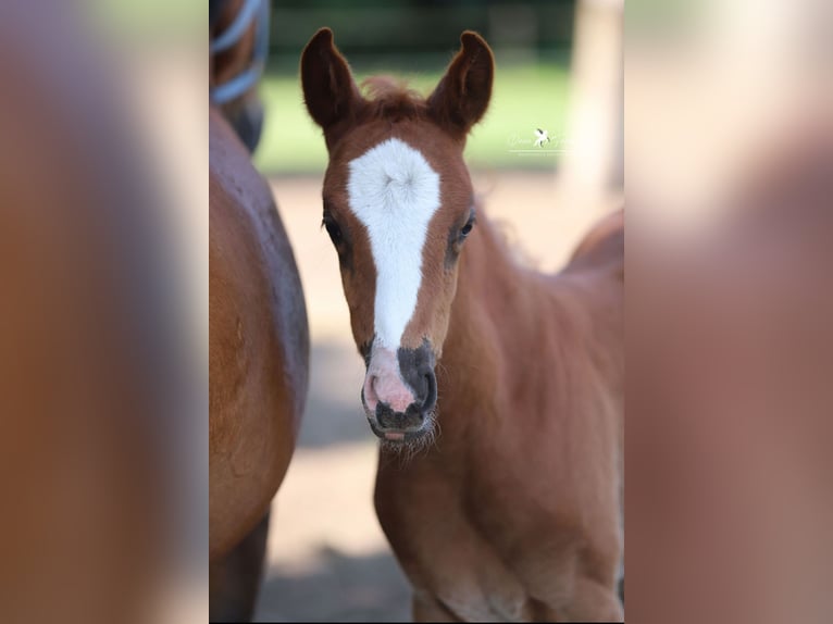 German Riding Pony Mare Foal (04/2025) Chestnut in Neuenkirchen-V&#xF6;rden