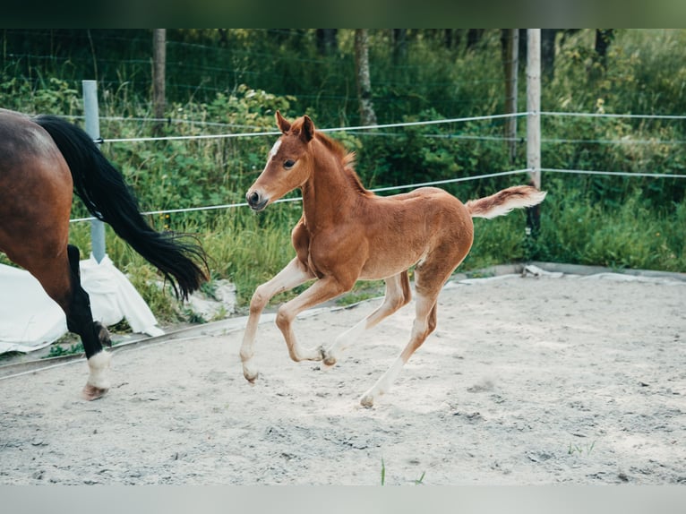 German Riding Pony Mare Foal (04/2026) Chestnut-Red in Karbach