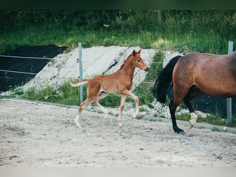 German Riding Pony Mare Foal (04/2026) Chestnut-Red in Karbach