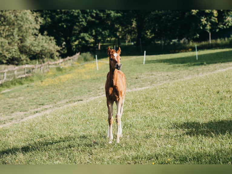 German Riding Pony Mare Foal (04/2026) Chestnut-Red in Karbach