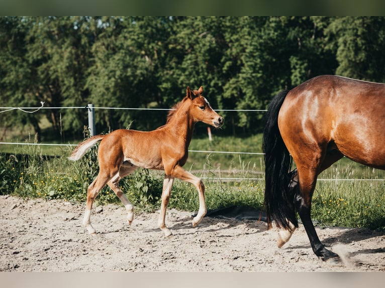 German Riding Pony Mare Foal (04/2026) Chestnut-Red in Karbach