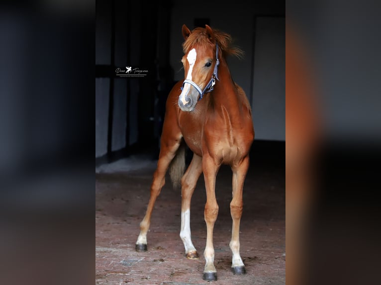 German Riding Pony Mare Foal (02/2024) Chestnut-Red in Neuenkirchen-Vörden