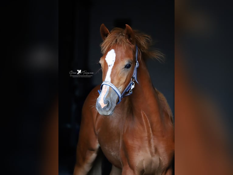 German Riding Pony Mare Foal (02/2024) Chestnut-Red in Neuenkirchen-Vörden