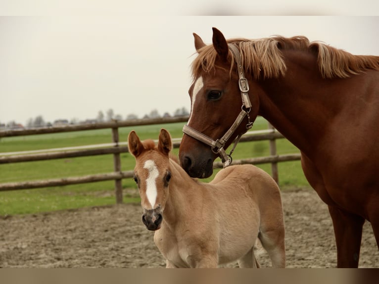 German Riding Pony Mare Foal (03/2023) Chestnut-Red in Borsfleth