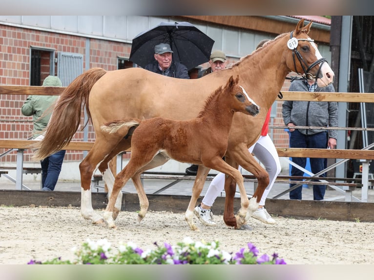 German Riding Pony Mare Foal (05/2025) Chestnut-Red in H&#xFC;nxe