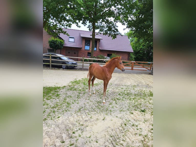 German Riding Pony Mare  Chestnut-Red in L&#xFC;dinghausen