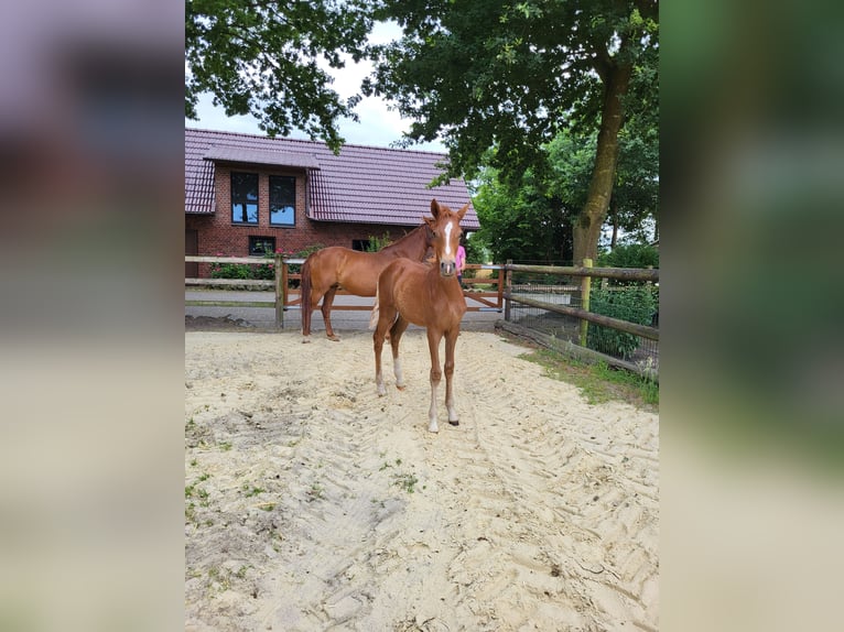 German Riding Pony Mare  Chestnut-Red in L&#xFC;dinghausen