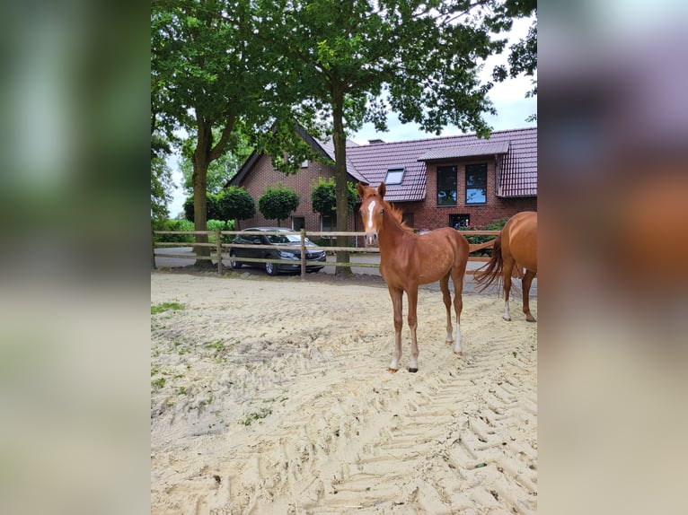 German Riding Pony Mare  Chestnut-Red in L&#xFC;dinghausen