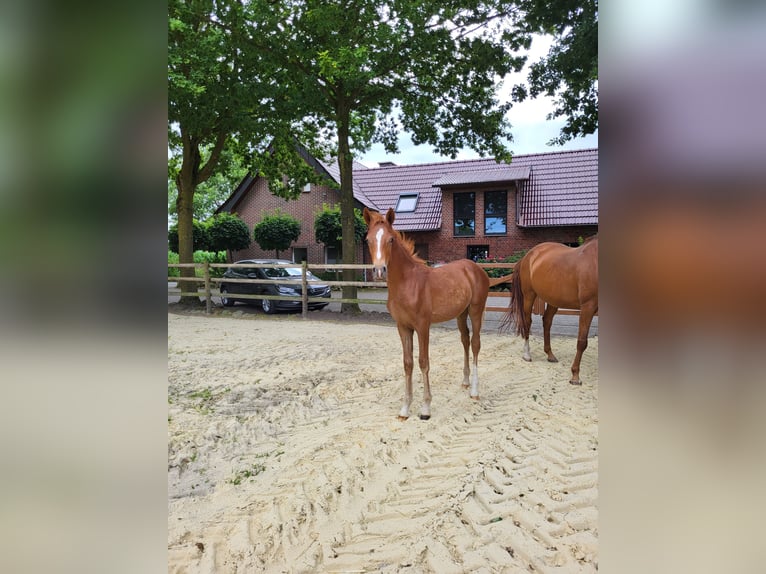 German Riding Pony Mare  Chestnut-Red in L&#xFC;dinghausen